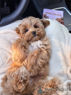 Foto №3. Wunderschöne Maltipoo-Welpen suchen ein liebevolles Zuhause für immer!. Frankreich