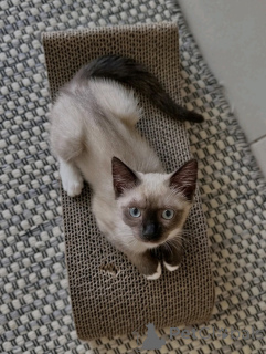 Foto №2 zu Ankündigung № 170650 zu verkaufen siamkatze - einkaufen Niederlande züchter