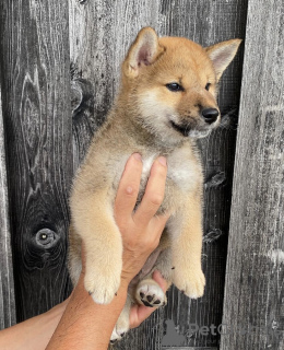 Foto №1. shiba - zum Verkauf in der Stadt Seydisfjordur | verhandelt | Ankündigung № 116784