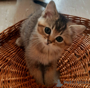 Foto №4. Ich werde verkaufen  in der Stadt Trier.  - preis - 350€