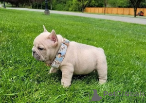 Foto №1. französische bulldogge - zum Verkauf in der Stadt Brüssel | verhandelt | Ankündigung № 82168