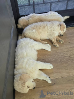 Foto №3. Entzückende Golden-Retriever-Welpen suchen ein liebevolles Zuhause!. Griechenland
