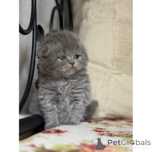 Foto №1. schottische faltohrkatze - zum Verkauf in der Stadt Marburg | 350€ | Ankündigung № 174412
