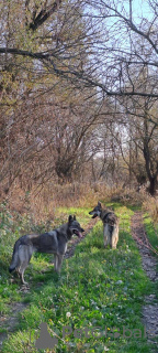 Zusätzliche Fotos: Tschechoslowakische Wolfshundwelpen