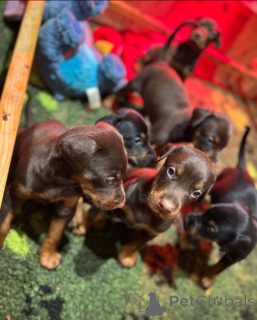 Foto №1. mischlingshund - zum Verkauf in der Stadt Glasgow | 850€ | Ankündigung № 138805