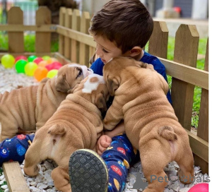 Foto №1. englische bulldogge - zum Verkauf in der Stadt Kaiserslaunern | verhandelt | Ankündigung № 170020
