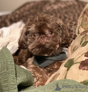 Foto №1. shih tzu - zum Verkauf in der Stadt Berlin | 350€ | Ankündigung № 142824