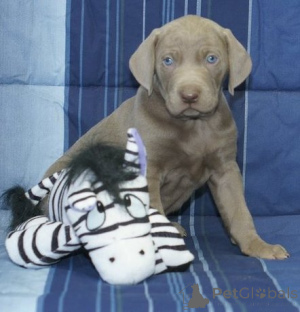 Foto №1. weimaraner - zum Verkauf in der Stadt Tiflis | verhandelt | Ankündigung № 174919