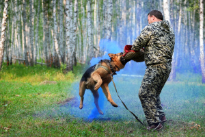 Foto №4. Hundeführer in Russische Föderation. Ankündigung № 3631