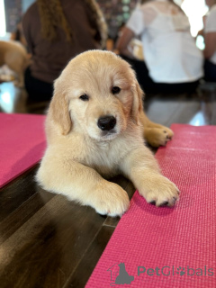 Foto №1. golden retriever - zum Verkauf in der Stadt München | verhandelt | Ankündigung № 174975
