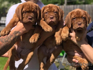 Foto №1. dogue de bordeaux - zum Verkauf in der Stadt Ringsted | verhandelt | Ankündigung № 169981
