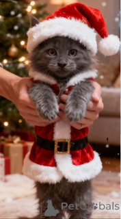 Foto №1. maine-coon-katze - zum Verkauf in der Stadt Bleialf | 850€ | Ankündigung № 160434