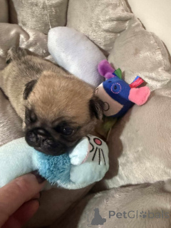 Foto №1. mops - zum Verkauf in der Stadt Aarschot | verhandelt | Ankündigung № 158834