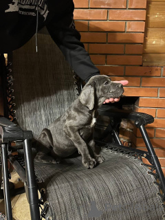 Foto №2 zu Ankündigung № 132737 zu verkaufen cane corso italiano - einkaufen Russische Föderation züchter