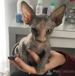 Foto №1. sphynx-katze - zum Verkauf in der Stadt München | 800€ | Ankündigung № 140080