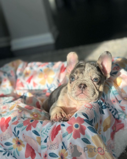 Foto №1. französische bulldogge - zum Verkauf in der Stadt München | 650€ | Ankündigung № 150648