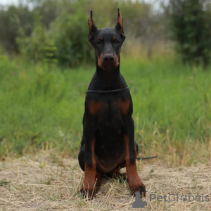 Foto №2 zu Ankündigung № 137742 zu verkaufen dobermann - einkaufen Deutschland quotient 	ankündigung