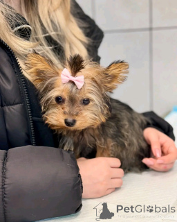 Foto №2 zu Ankündigung № 135305 zu verkaufen yorkshire terrier - einkaufen Spanien züchter