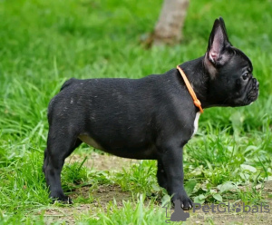 Foto №2 zu Ankündigung № 117876 zu verkaufen französische bulldogge - einkaufen Deutschland quotient 	ankündigung