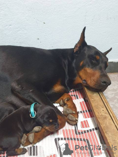 Foto №4. Ich werde verkaufen dobermann in der Stadt Obrenovac. züchter - preis - verhandelt
