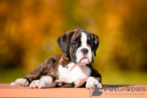 Foto №1. deutscher boxer - zum Verkauf in der Stadt Jūrmala | Frei | Ankündigung № 126641