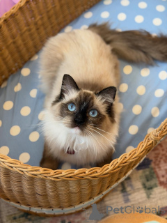 Foto №1. ragdoll-katze - zum Verkauf in der Stadt Alavus | 630€ | Ankündigung № 157468