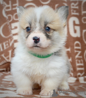 Foto №3. Welsh Corgi Pembroke - schöne Welpen. Serbien
