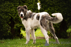 Foto №1. mischlingshund - zum Verkauf in der Stadt Москва | Frei | Ankündigung № 120166