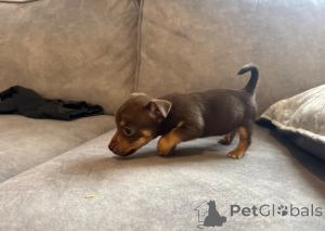 Foto №1. jack russell terrier - zum Verkauf in der Stadt Graz | 600€ | Ankündigung № 172158