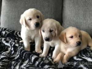 Foto №2 zu Ankündigung № 100172 zu verkaufen golden retriever - einkaufen Deutschland quotient 	ankündigung, vom kindergarten, züchter