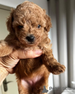 Foto №4. Ich werde verkaufen pudel (toy) in der Stadt Мадрид. züchter - preis - 350€