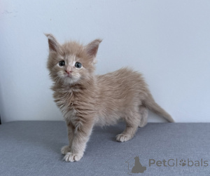 Foto №2 zu Ankündigung № 174368 zu verkaufen maine-coon-katze - einkaufen Belgien 