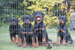 Foto №2 zu Ankündigung № 56966 zu verkaufen rottweiler - einkaufen Serbien züchter