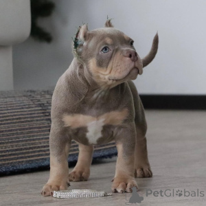 Foto №1. american bully - zum Verkauf in der Stadt Wuppertal | 999€ | Ankündigung № 147463