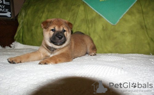 Foto №1. shiba - zum Verkauf in der Stadt Бохум | 550€ | Ankündigung № 122795