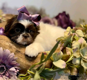 Foto №1. shih tzu - zum Verkauf in der Stadt München | 750€ | Ankündigung № 155276