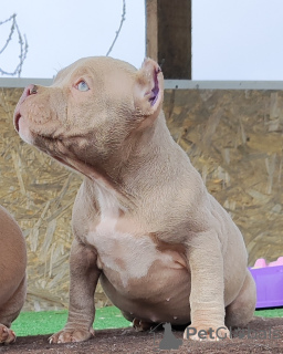 Foto №2 zu Ankündigung № 99365 zu verkaufen american bully - einkaufen Russische Föderation quotient 	ankündigung