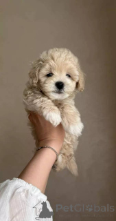 Foto №1. maltipu - zum Verkauf in der Stadt Berlin | verhandelt | Ankündigung № 154941