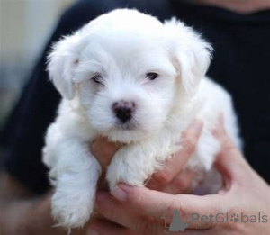 Foto №3. Bichon Frise-Welpen kaufen. Niederlande