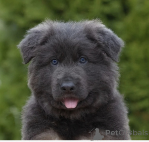 Foto №1. deutscher schäferhund - zum Verkauf in der Stadt Tscheljabinsk | verhandelt | Ankündigung № 126832