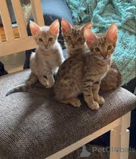 Foto №2 zu Ankündigung № 164261 zu verkaufen ocicat - einkaufen Belgien quotient 	ankündigung, züchter