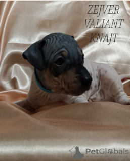 Foto №1. amerikanischer  hairless terrier - zum Verkauf in der Stadt Vologda | 493€ | Ankündigung № 43041