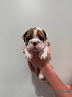 Foto №2 zu Ankündigung № 164160 zu verkaufen englische bulldogge - einkaufen Belgien quotient 	ankündigung, züchter