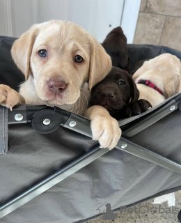 Foto №1. labrador retriever - zum Verkauf in der Stadt Stutensee | 800€ | Ankündigung № 98596