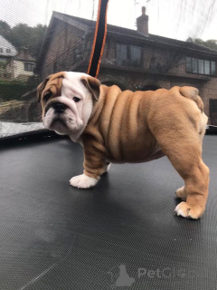Foto №4. Ich werde verkaufen englische bulldogge in der Stadt Barcelona. quotient 	ankündigung, züchter - preis - 450€