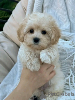 Foto №2 zu Ankündigung № 138217 zu verkaufen maltipu - einkaufen USA züchter