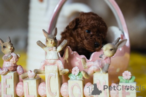 Foto №3. Rote Zwergpudel und Toypudel. Serbien