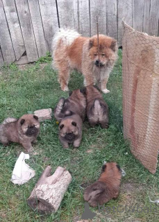 Foto №4. Ich werde verkaufen chow-chow in der Stadt Šid.  - preis - verhandelt