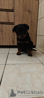 Foto №2 zu Ankündigung № 126692 zu verkaufen rottweiler - einkaufen Polen quotient 	ankündigung