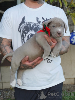 Foto №3. Treffen Sie Duke, den sanften Wächter mit einem Herz aus Gold. Deutschland